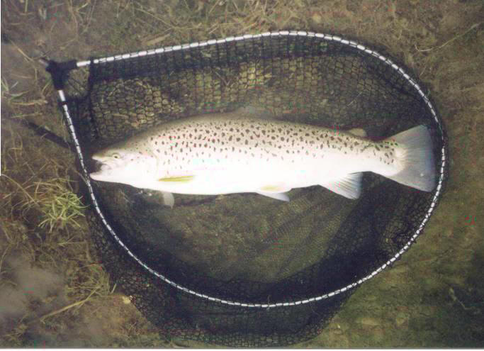 brown20trout.jpg