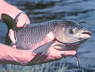 carp.gif